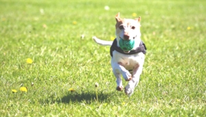 Dog running on green grass.