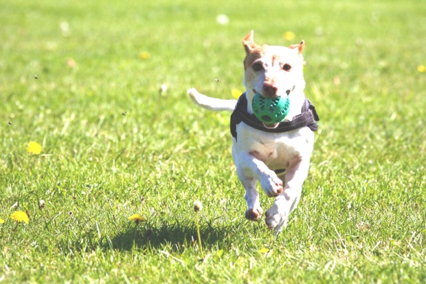 Dog running on green grass.