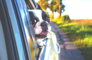 Max in the car