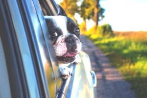 Max in the car