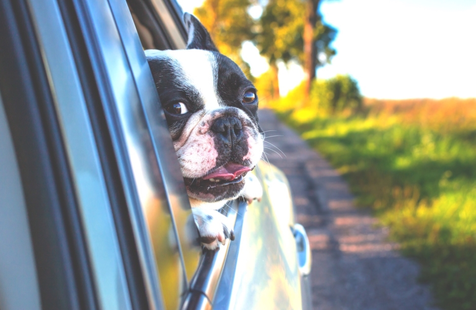 Max in the car